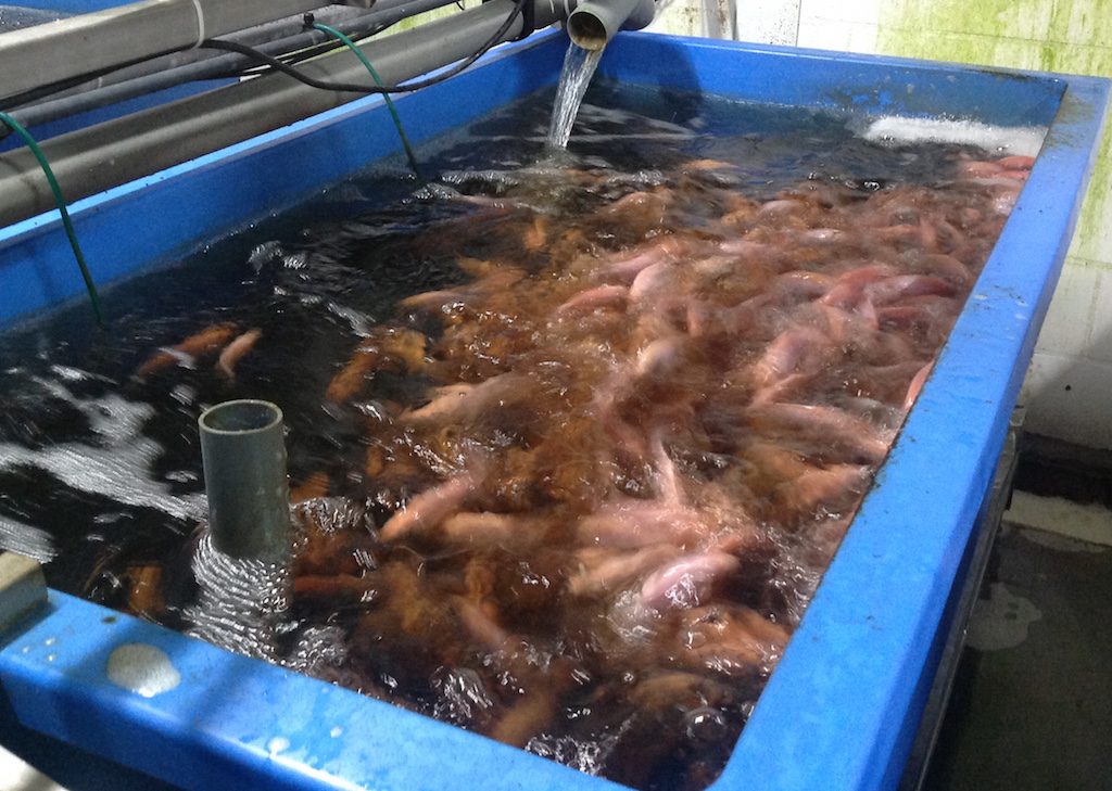 Fiberglas-Aquarium für die Fischzucht